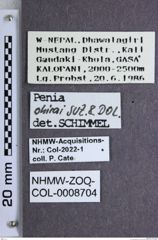 Etiketten zu Penia ohirai (NHMW-ZOO-COL-0008704)